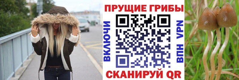 магазин продажи наркотиков Карталы Псилоцибиновые грибы ЛСД